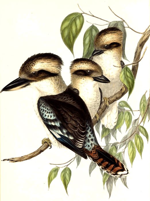 The Great Brown Kingfisher