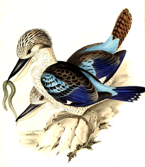 Leach’s Kingfisher