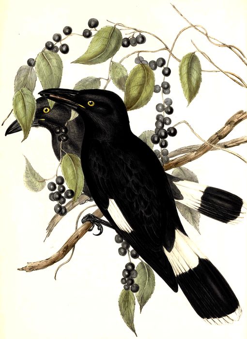 The Pied Crow-Shrike